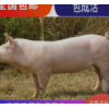 原种太湖苏太二元长白母猪杜洛克大约克公猪活体育肥猪仔活苗包邮